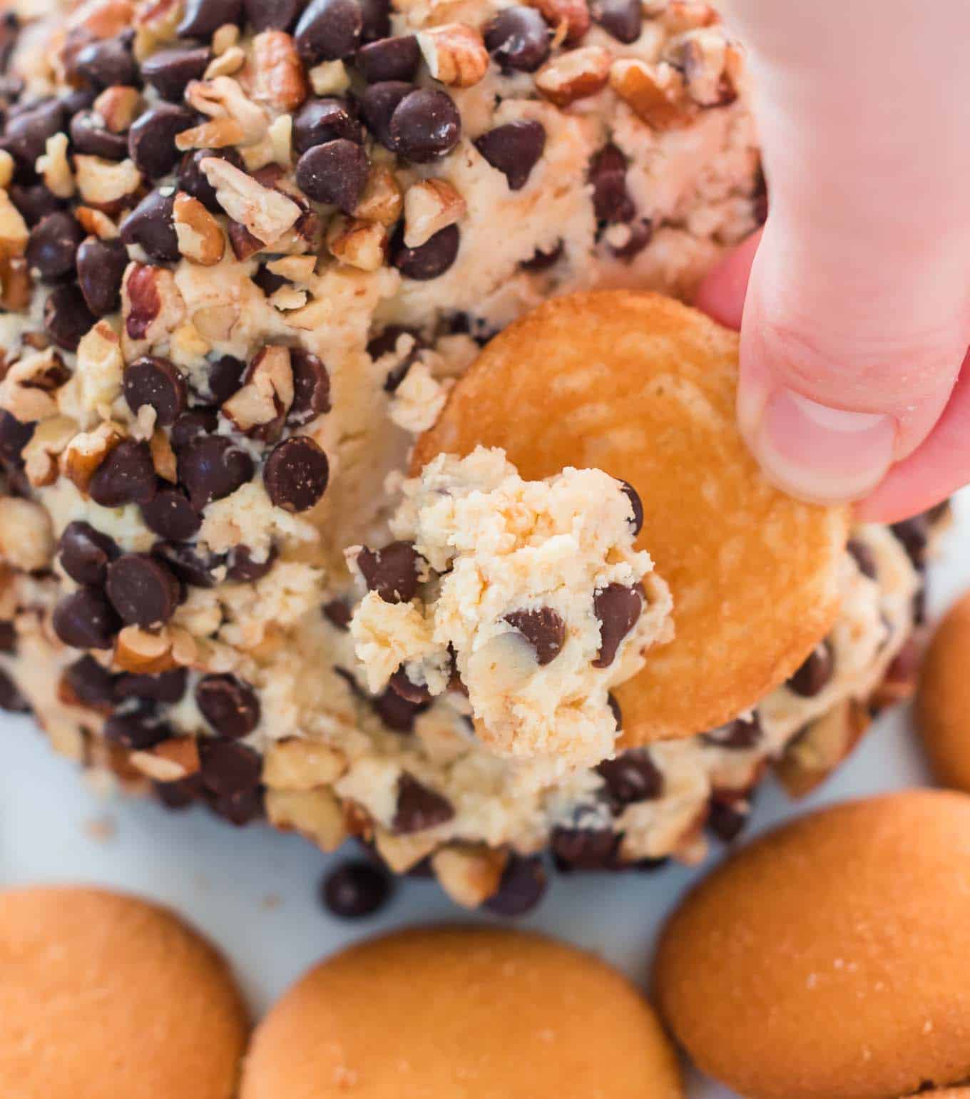a hand dipping a nilla wafer in the chocolate chip cheese ball